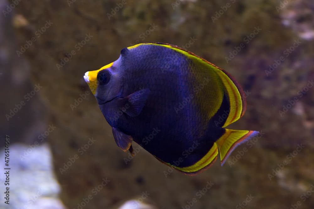 The Black Butterflyfish, the dusky butterflyfish (Chaetodon flavirostris).