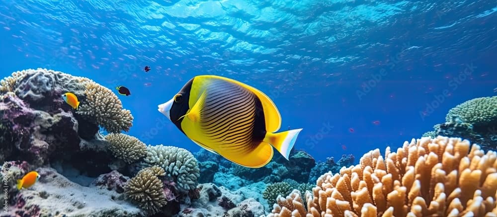 Black butterflyfish in the Red Sea coral reef