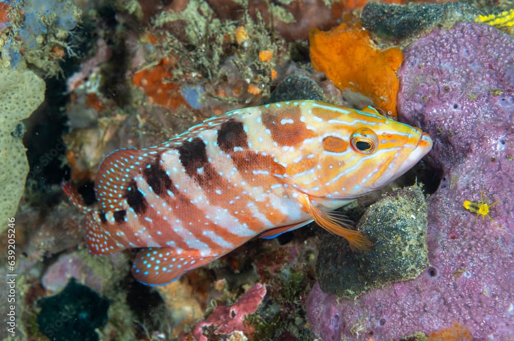 Saddle grouper, Cephalopholis sexmaculata, Raja Ampat Indonesia.