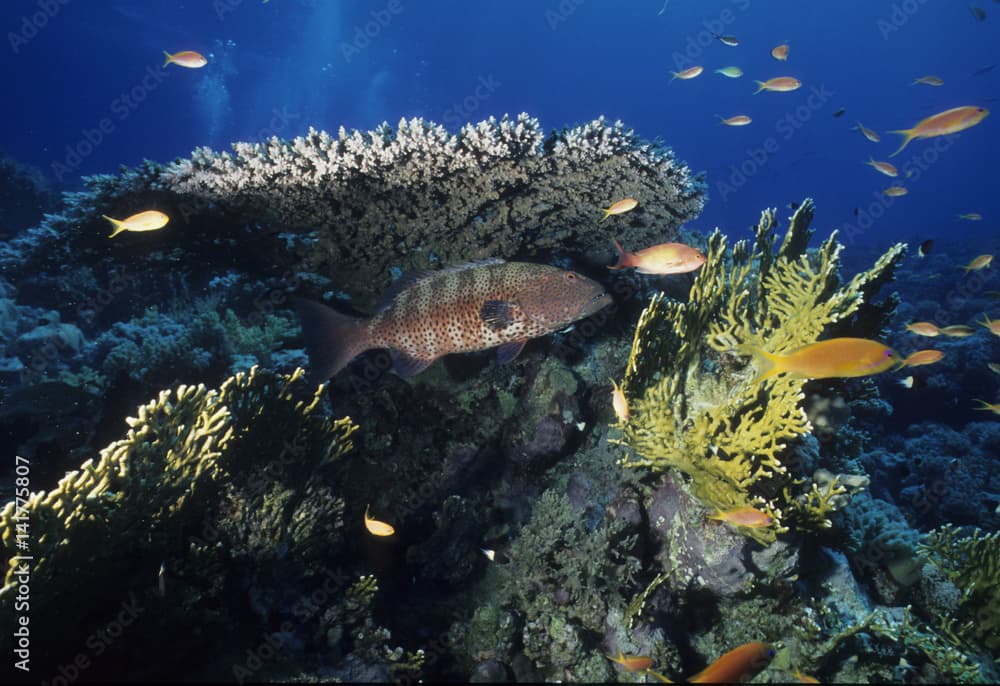 Corail / Mérou sanguin / Vieille à six taches