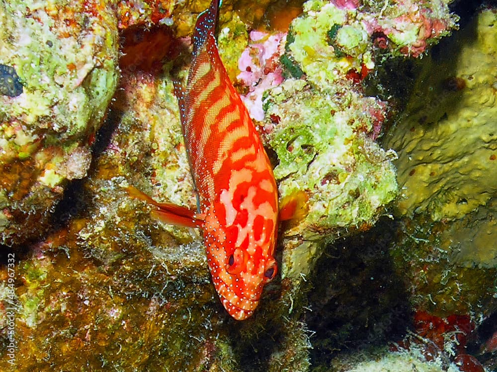 A Saddle Grouper (Cephalopholis sexmaculata) in the Red Sea, Egypt