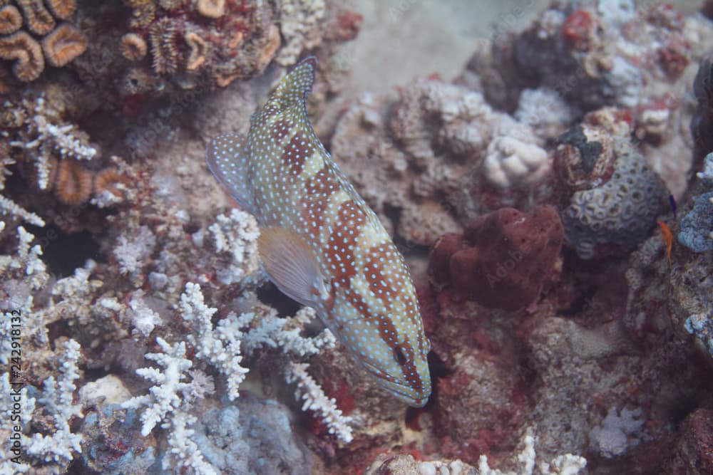 Sixspot Grouper in Red Sea