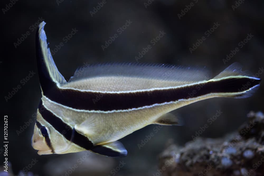 Jack-knifefish (Equetus lanceolatus).