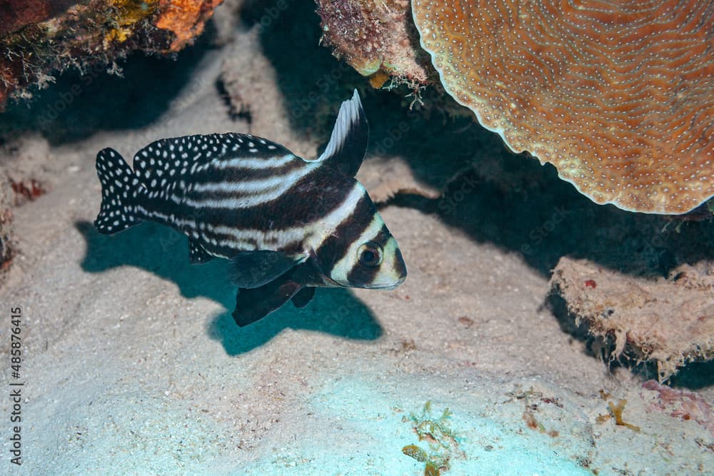 Ausgewachsener Ritterfisch an der Küste Bonaires