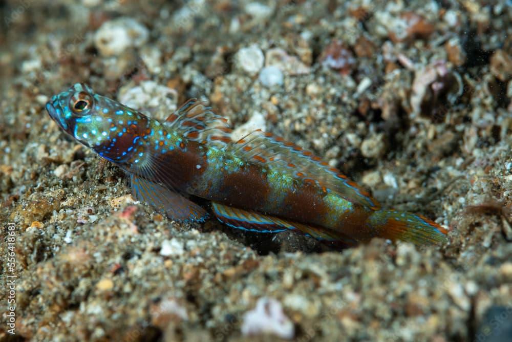 Wide-barred Shrimpgoby Amblyeleotris latifasciata