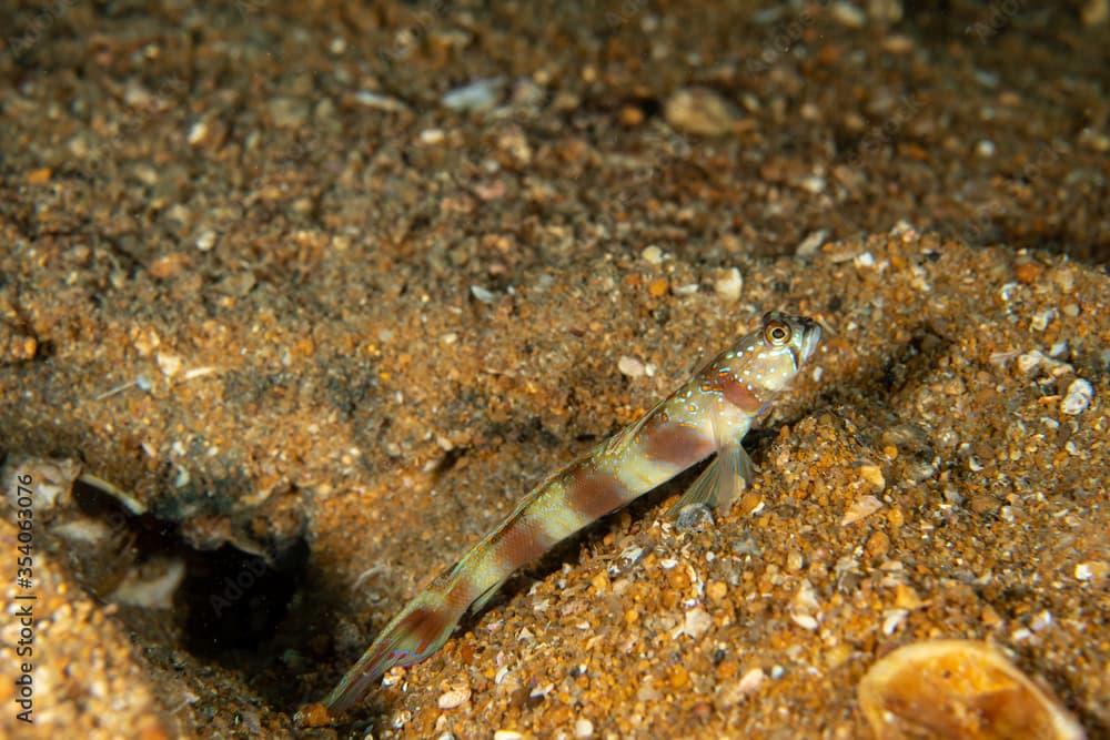 Wide-barred Shrimpgoby, Amblyeleotris latifasciata cloesup