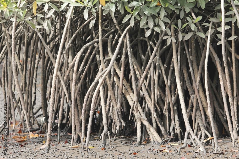 Roots of white mangrove shrubs, Laguncularia racemosa