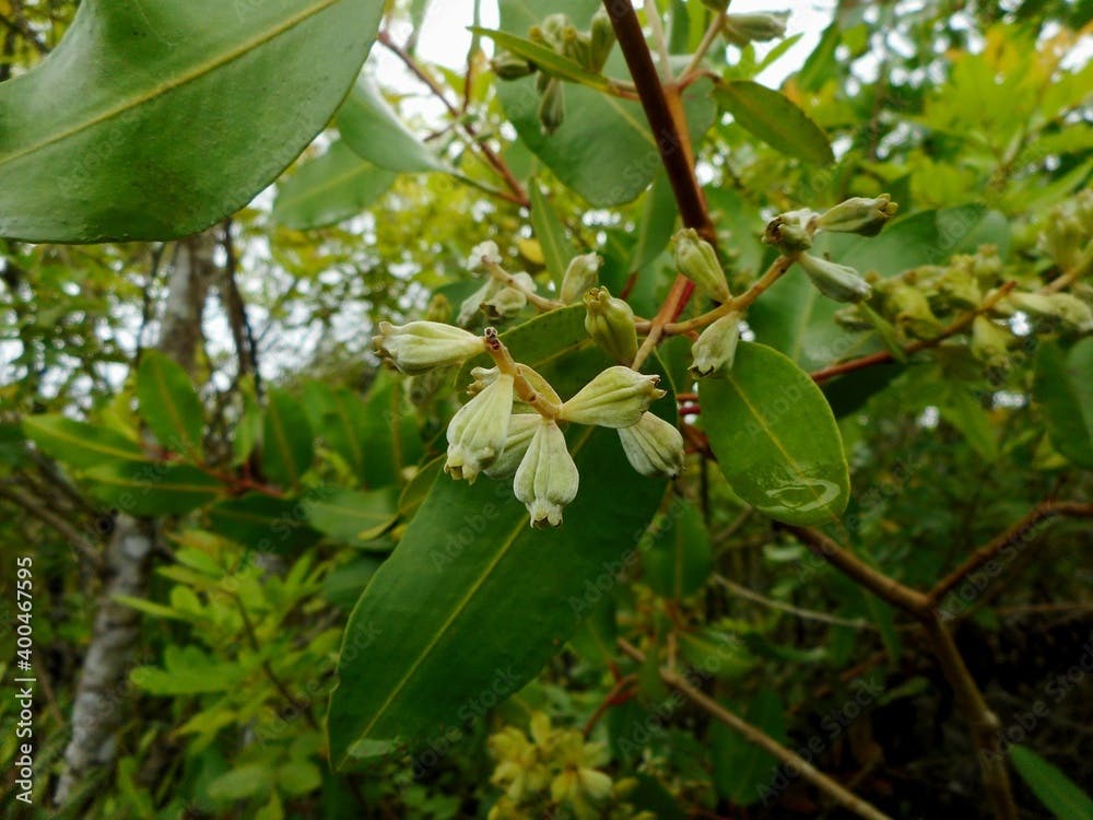 flor laguncularia racemosa - mangue branco