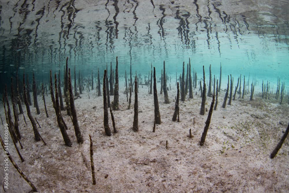 Black mangrove pneumatophores, found in species such as Avicenna germinans and Laguncularia racemosa, rise from subterranean roots that enable the trees to access air at low tide. 