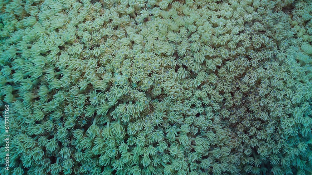 Close-up, Colonies of Flowerpot coral or Anemone coral (Goniopora columna). Coral polyps feed by filtering on plankton. Natural background of coral polyps, Red sea, Egypt