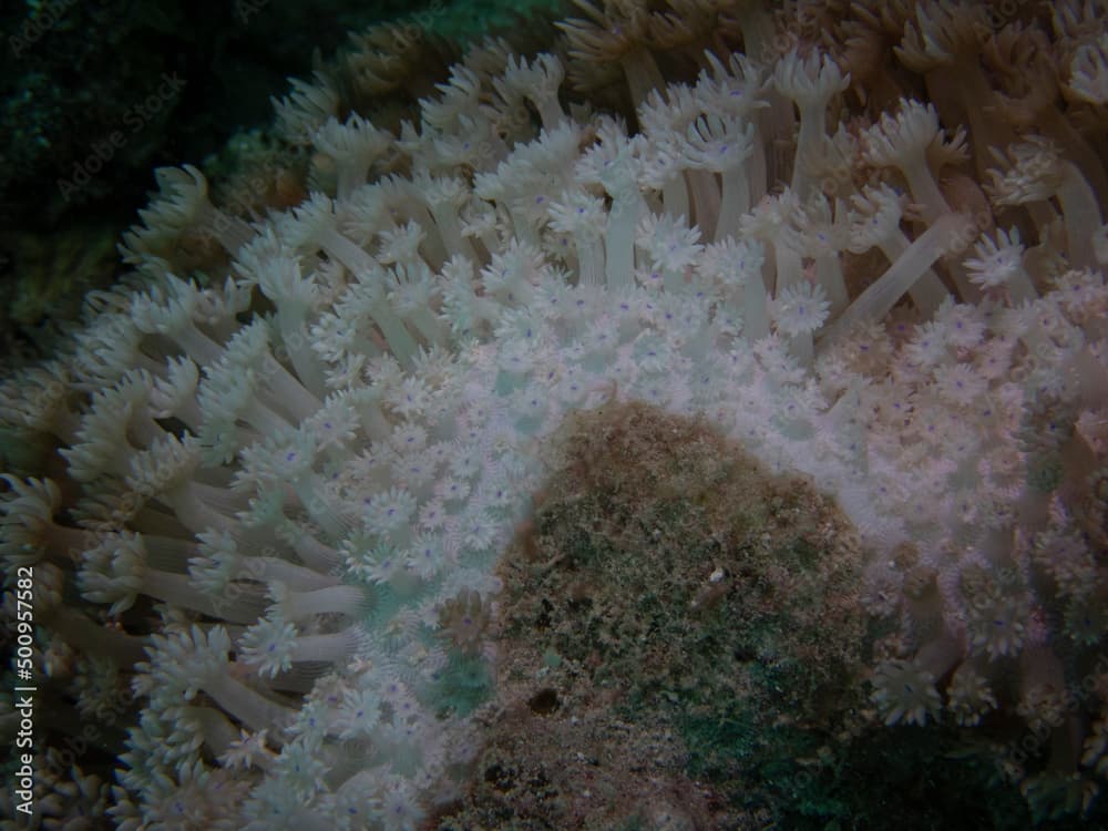 coral