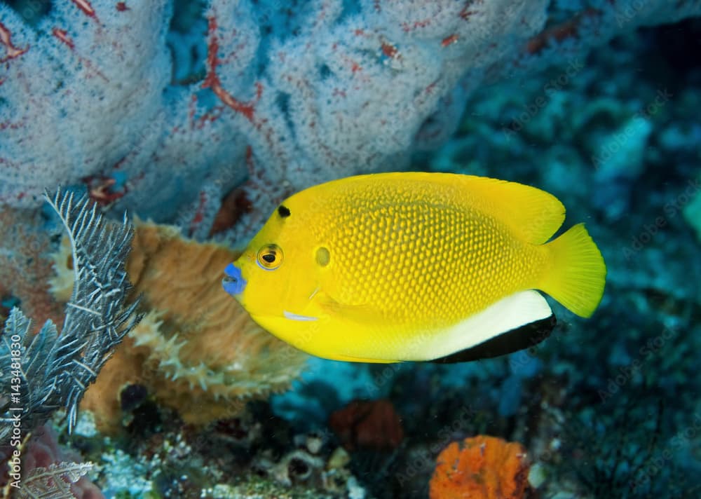 Three spot angelfish, Apolemichthys trimaculatus, Komodo Indonesia