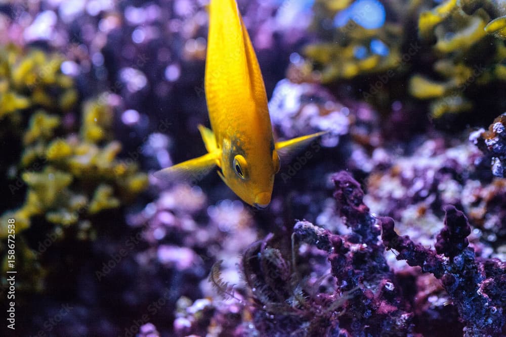 Yellow three spot angelfish Apolemichthys trimaculatus