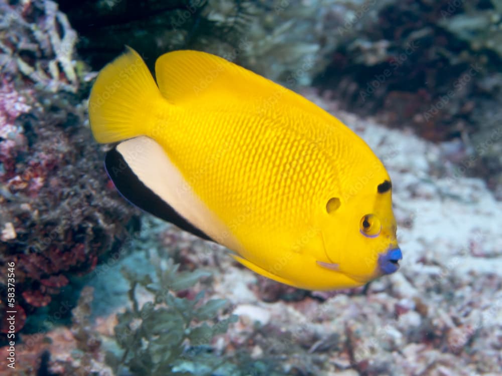 Threespot angelfish