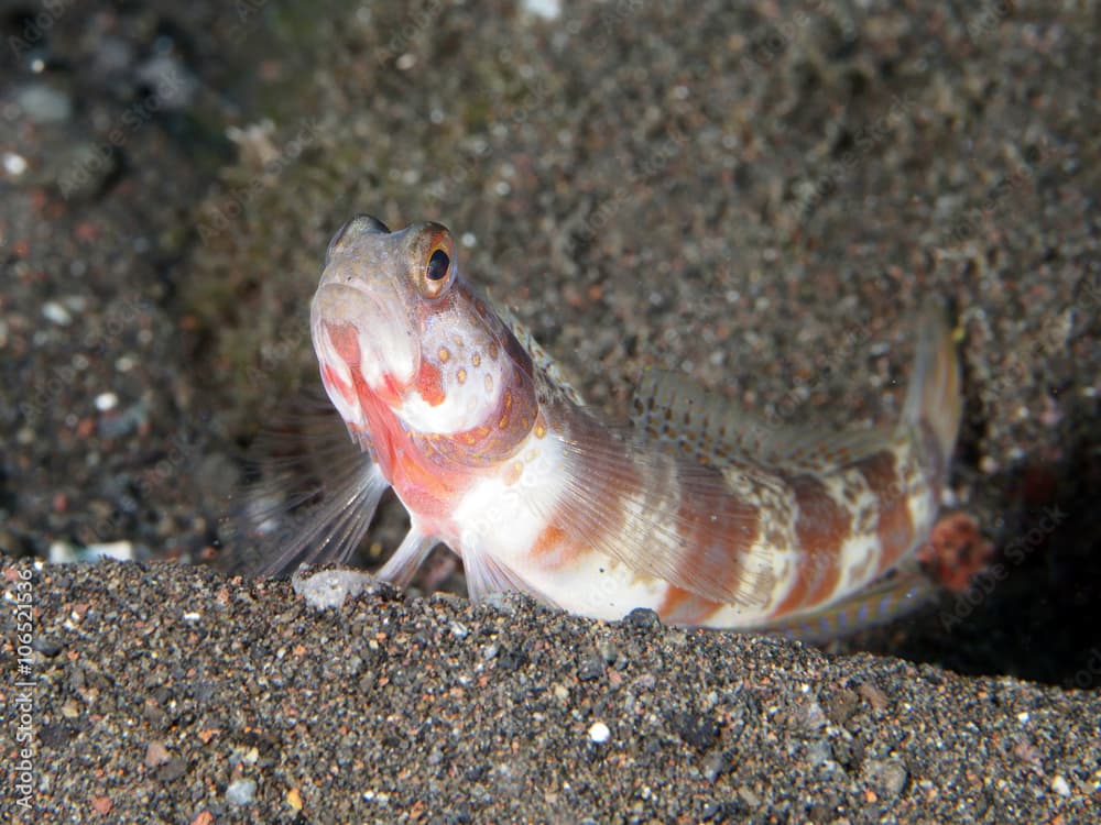 Periophthalma prawn-goby