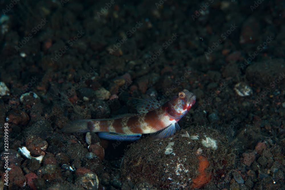 Broad-Banded Shrimp-Goby Amblyeleotris periophthalma