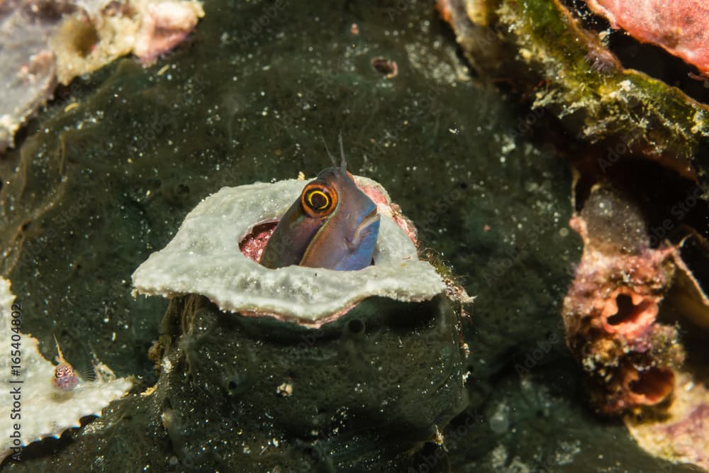 Blenny