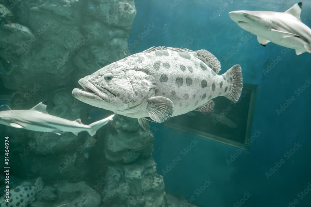 Brown spotted grouper