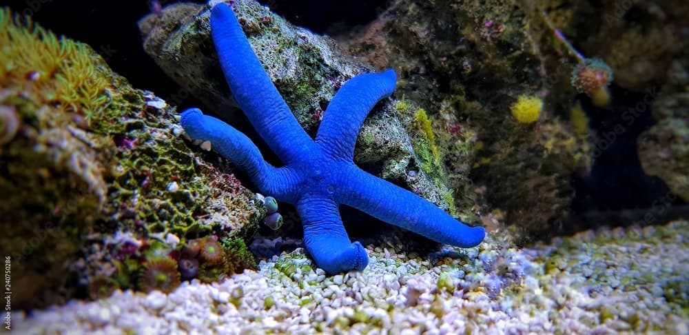 Blue Sea Star - (Linckia laevigata) 