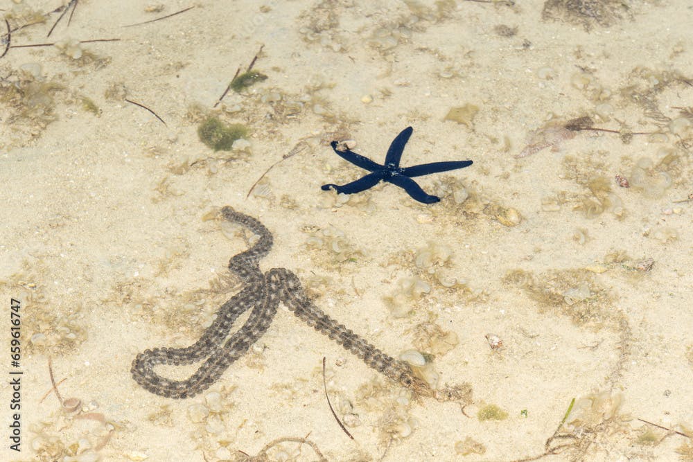Long sea-worm and starfish in shallow water