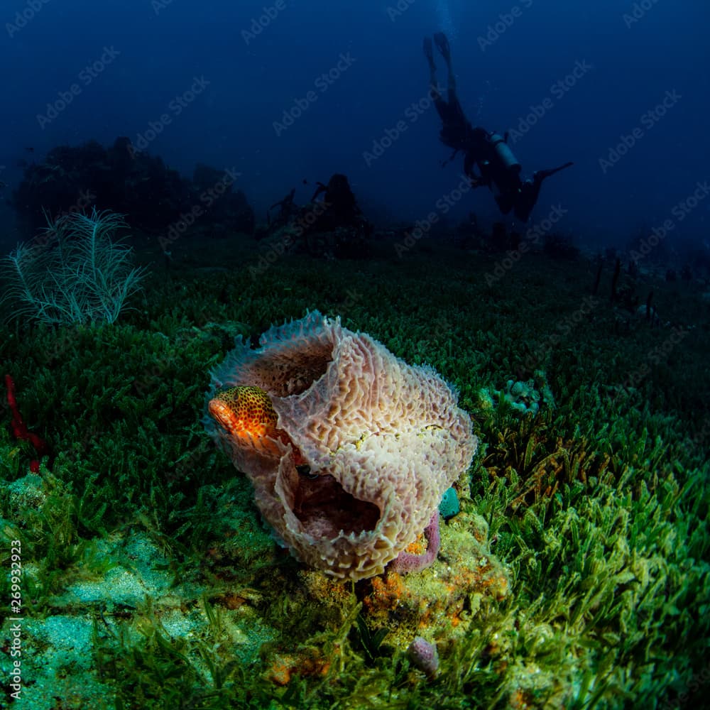 A rock hind resting in a sponge