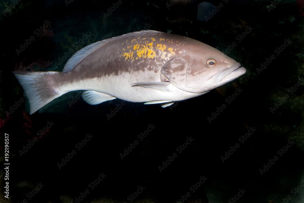 Dusky Grouper (Epinephelus marginatus)