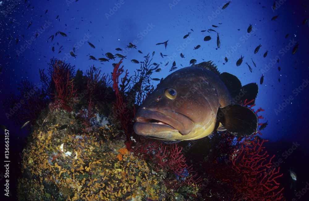 Epinephelus marginatus / Mérou brun