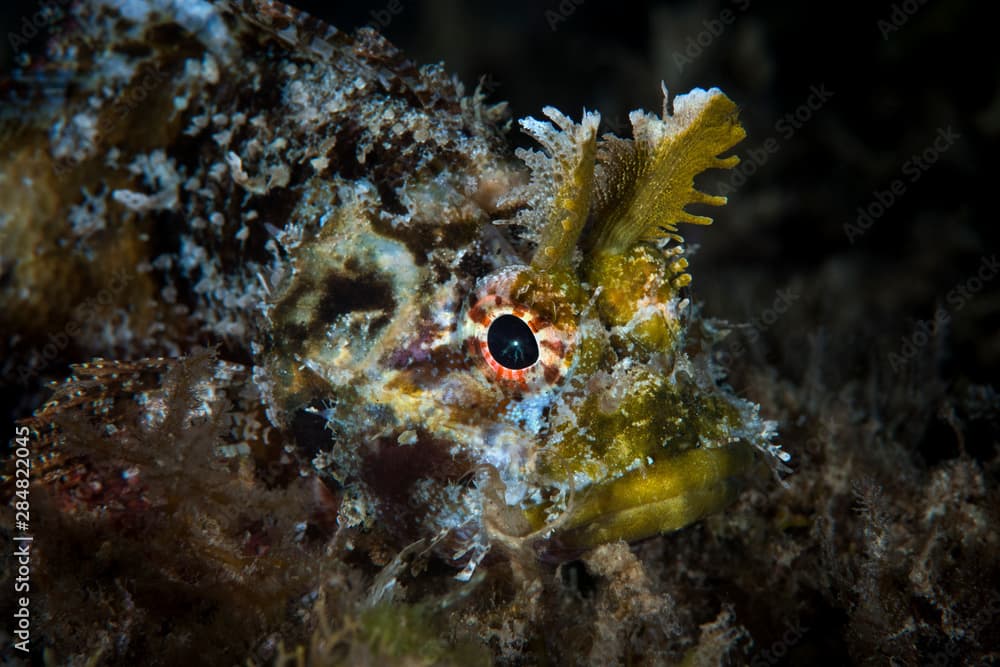 Marine life, Liuqiu island, Taiwan