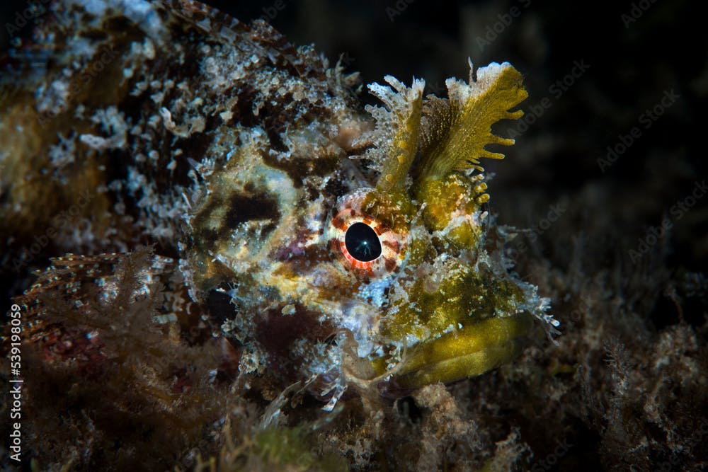  Mozambique scorpionfish (Parascorpaena mossambica) with distinctive horns. Xiaoliuqiu Island, Taiwan
