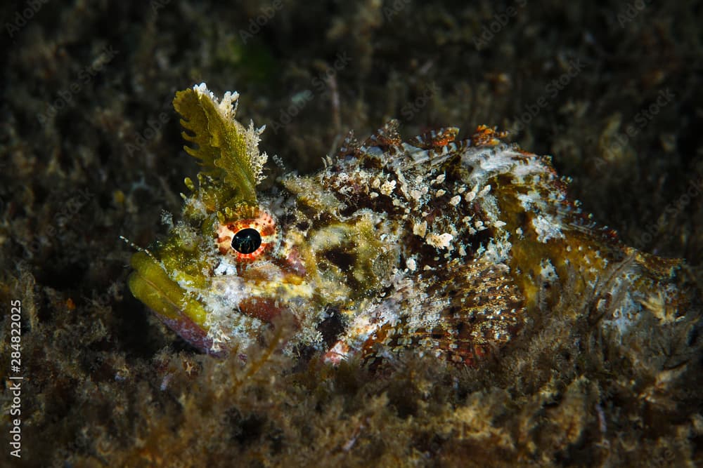 Marine life, Liuqiu island, Taiwan