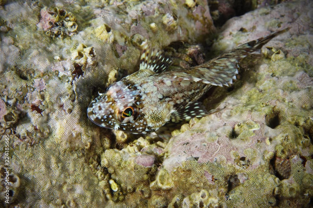 Mozambique scorpionfish