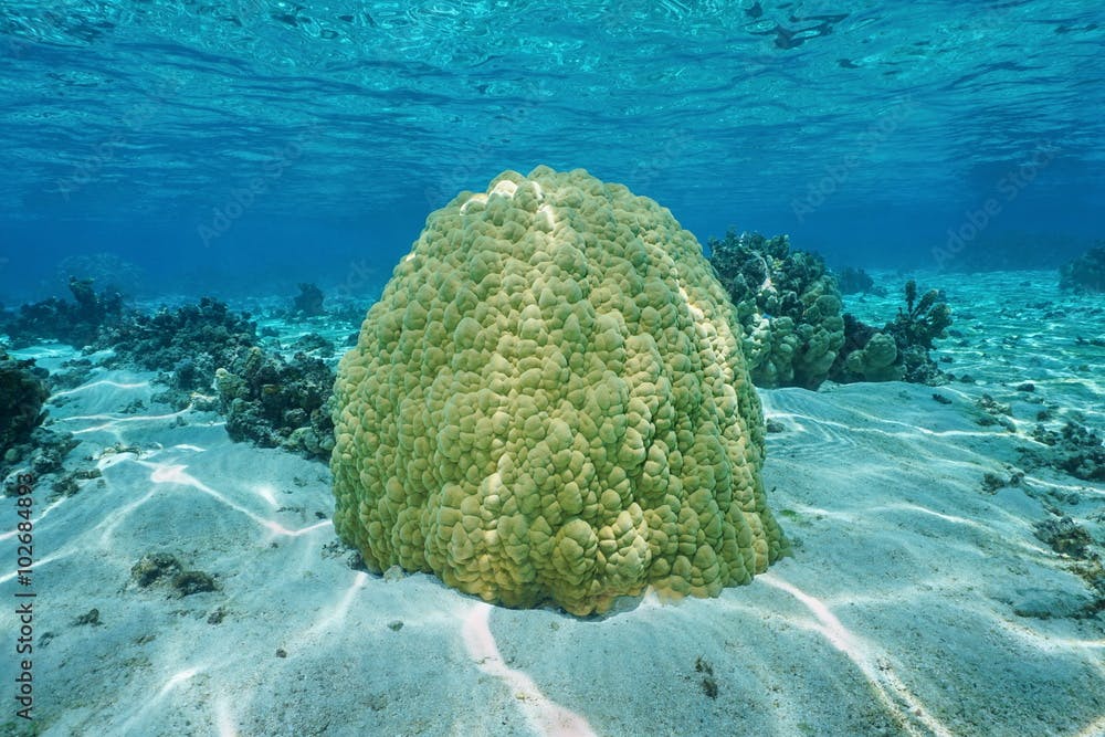 Massive lobe coral Porites lobata French polynesia