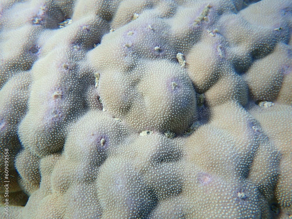 Hump coral or lobe coral (Porites lobata) undersea, Red Sea, Egypt, Sharm El Sheikh, Nabq Bay