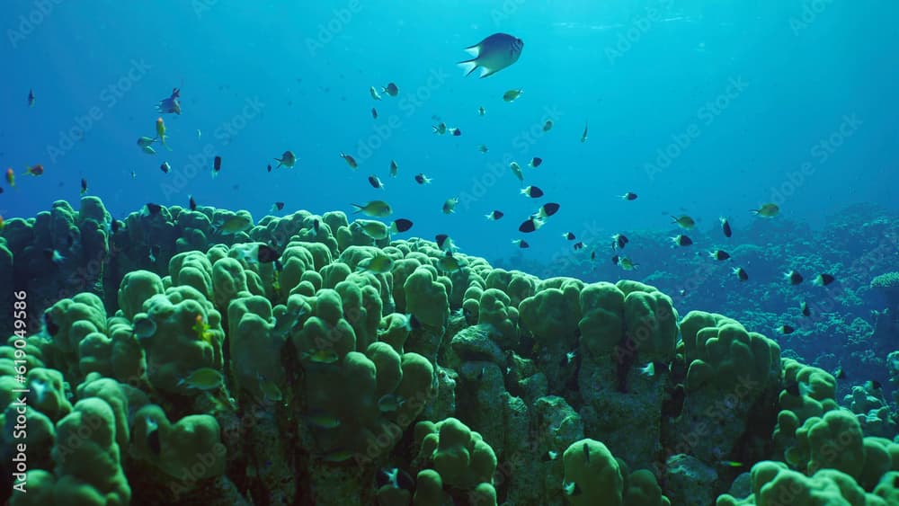 Hard corals colony Porites, school of colorful tropical fish swims above top of coral reef in brightly sun rays, Backlighting (Contre-jour) Red sea, Safaga, Egypt