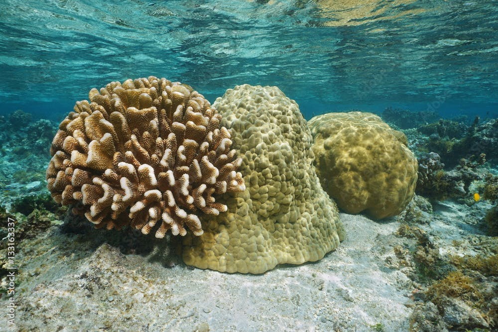 Underwater corals shape diversity on a shallow seabed in the lagoon of Huahine island, Pacific ocean, French Polynesia
