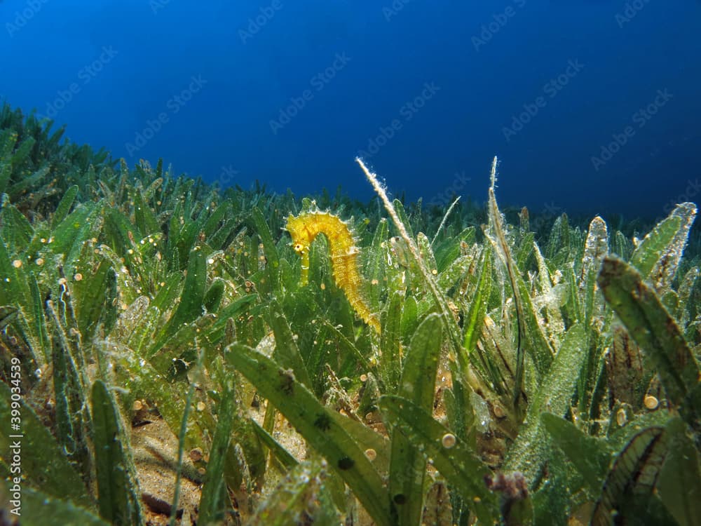 Hippocampus jayakari seahorse in the seagrass 