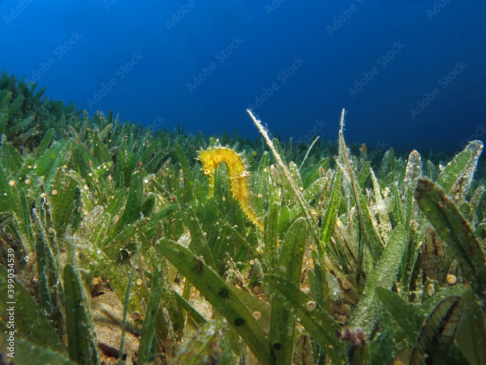  Hippocampus jayakari seahorse in the seagrass 