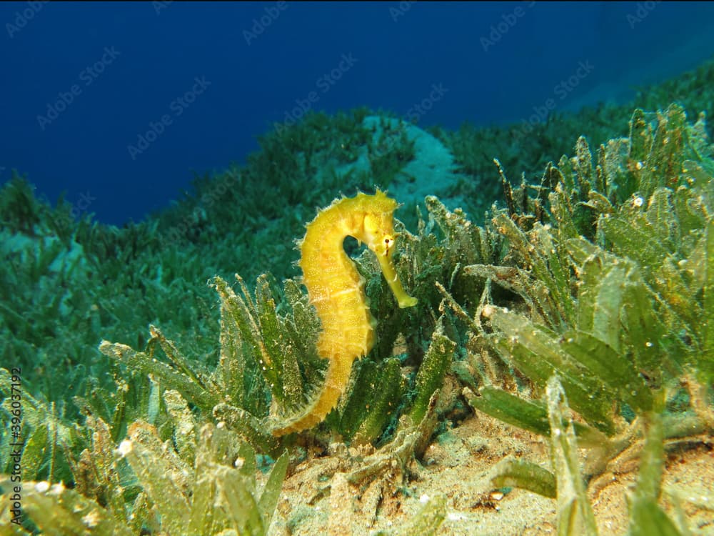 Jayakar's seahorse Hippocampus jayakari in the seagrass meadow