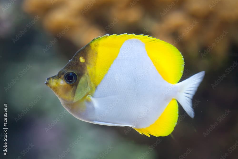 Pyramid butterflyfish (Hemitaurichthys polylepis).