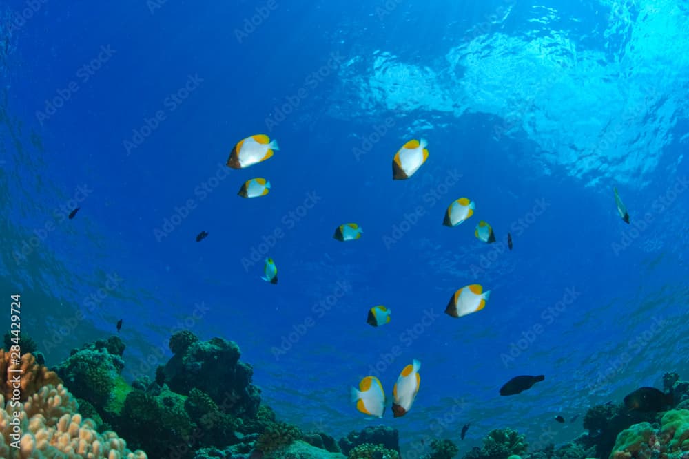 Pyramid Butterflyfish (Hemitaurichthys polylepis), Palau, Micronesia, Rock Islands, World Heritage Site, Western Pacific