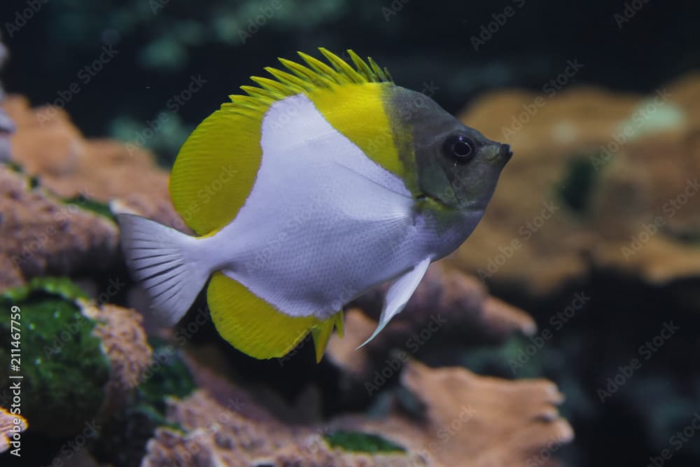 Gelber Pyramiden-Falterfisch Hemitaurichthys polylepis