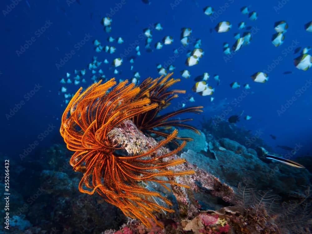 Crinoids in the Current with Pyramid Butterfly Fish