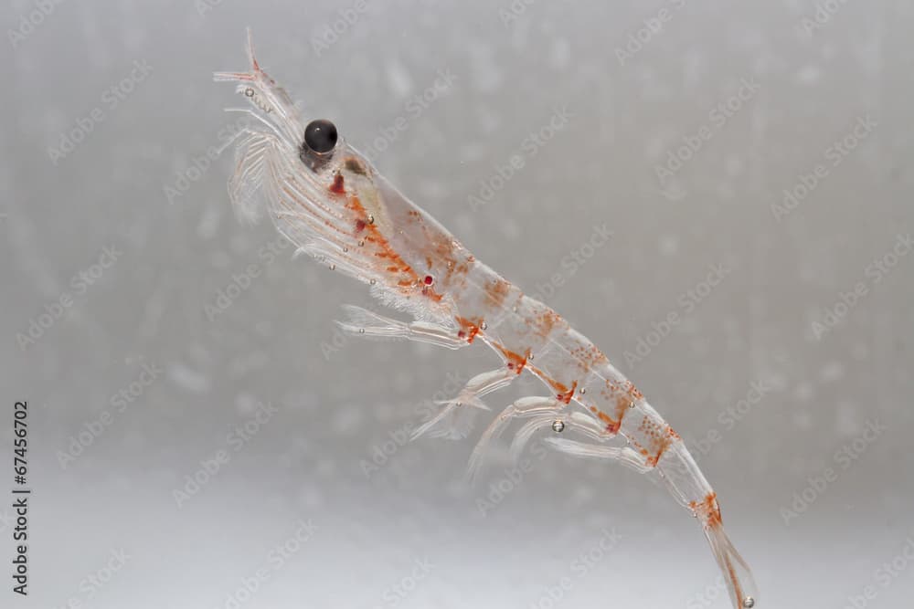 Antarctic krill in the water column of the Southern Ocean