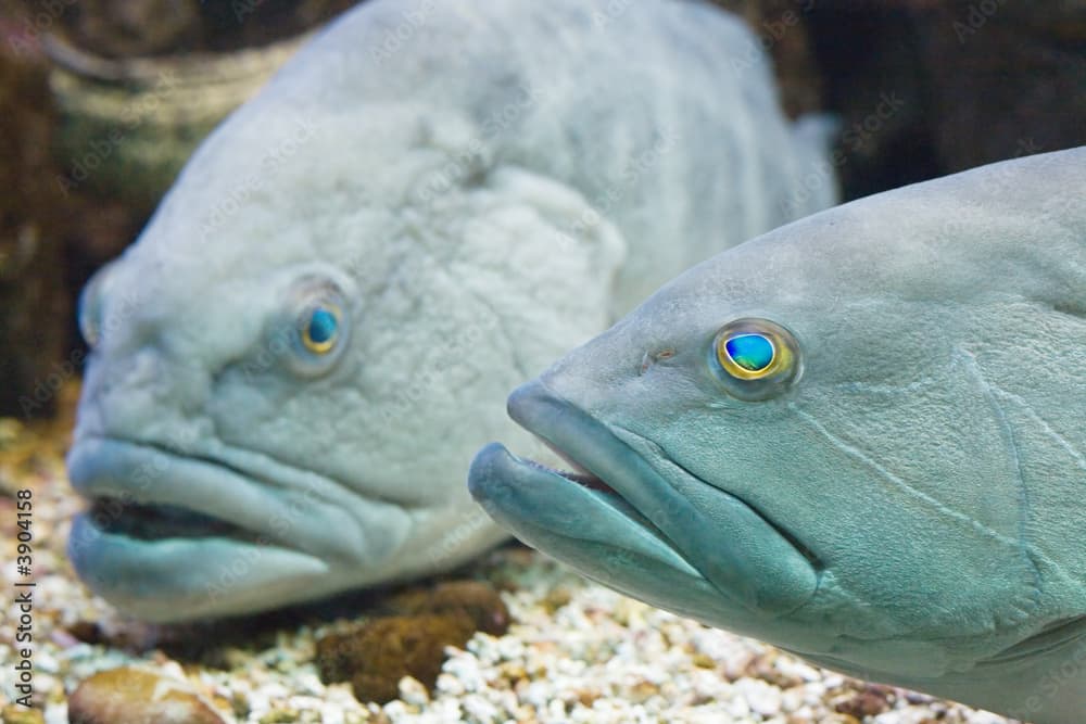 An underwater photo of 2 white groupers (epinephelus aeneus)