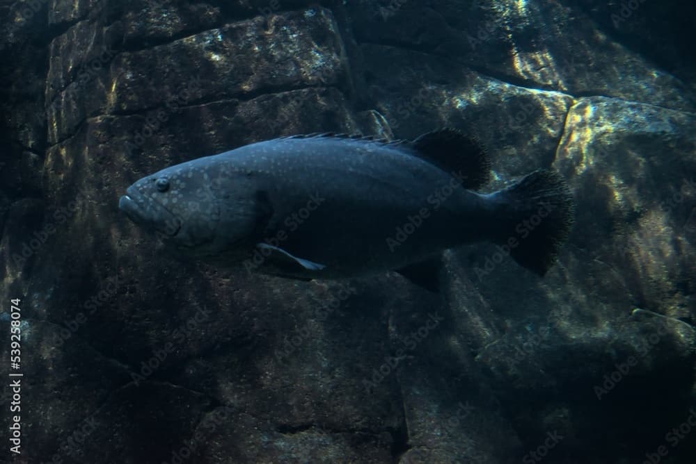 Closeup shot of a Epinephelus aeneus