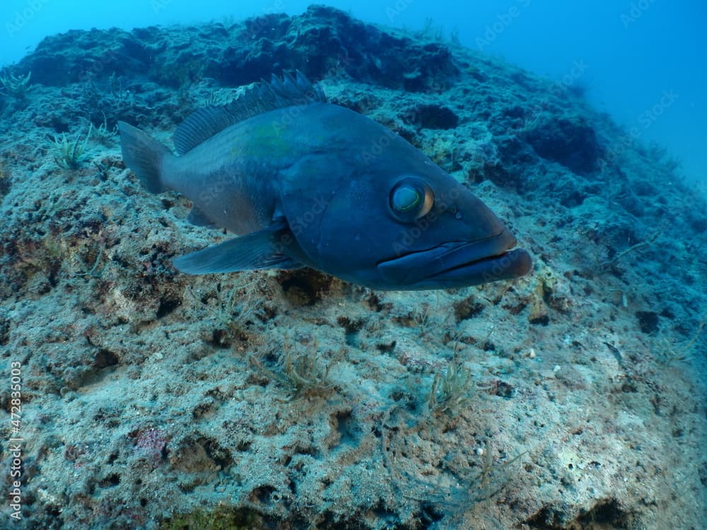 white grouper Epinephelus aeneus fish underwater close to camera scenery from ocean