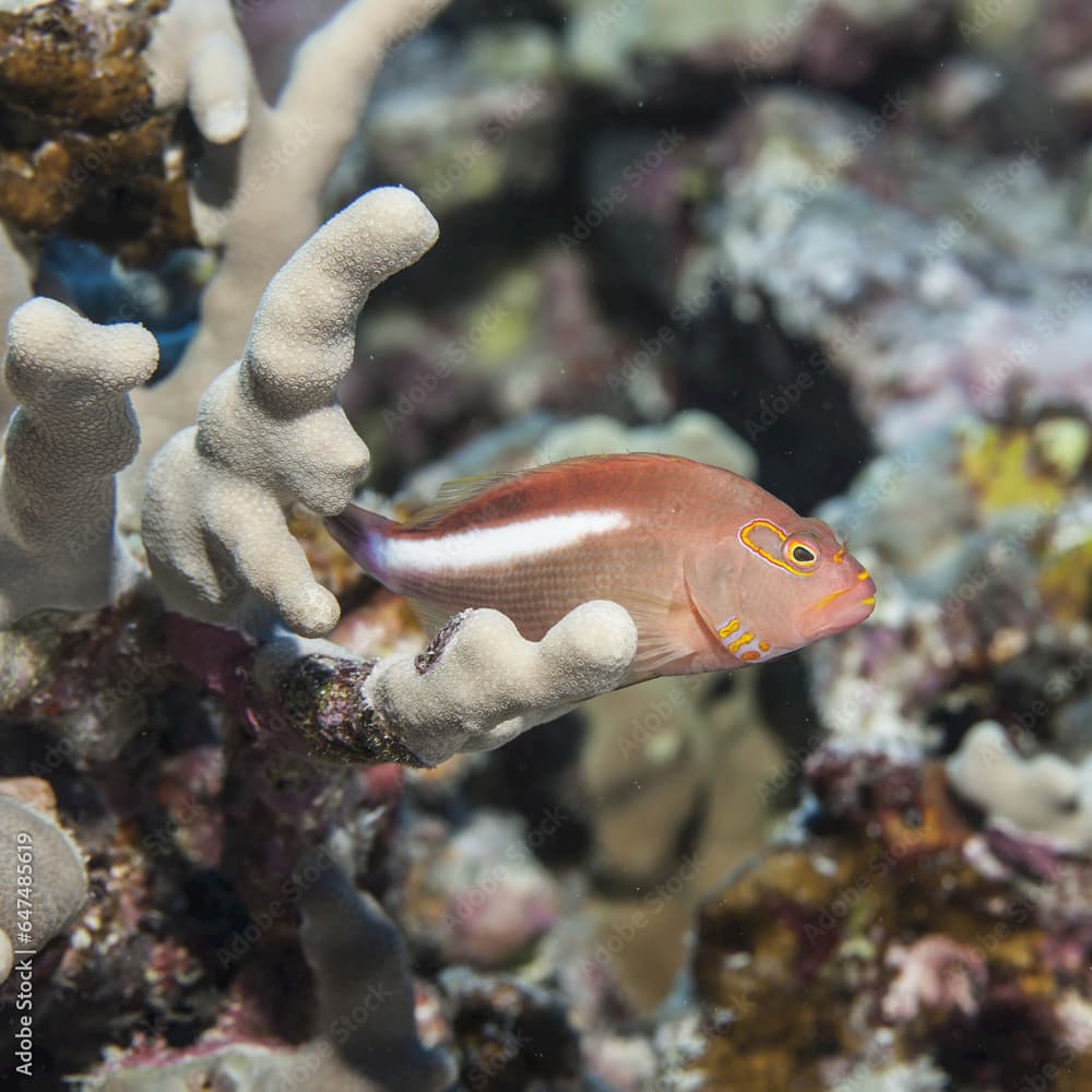 Arc-Eye Hawkfish (Paracirrhites Arcatus) Lurking On Finger Coral (Porites Compressa), Near Kona; Island Of Hawaii, Hawaii, United States Of America