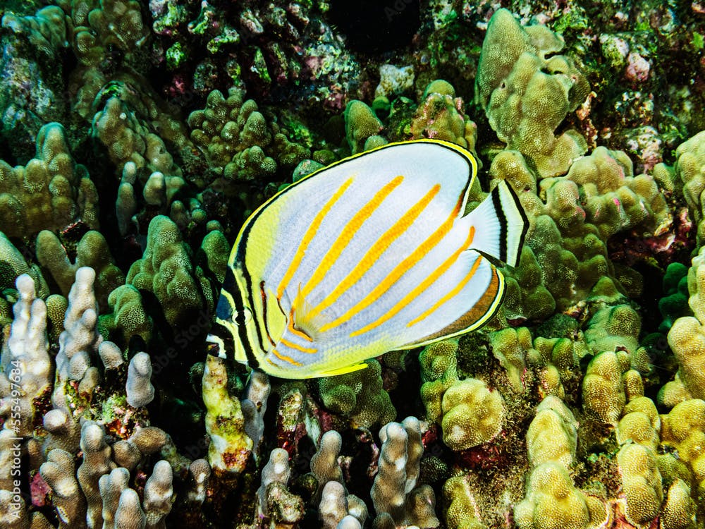 An Ornate Butterflyfish (Chaetodon ornatissimus) swims over Finger and Lobe corals (Porites compressa and P. lobata) at Haloha Reef off Maui; Maui, Hawaii, United States of America
