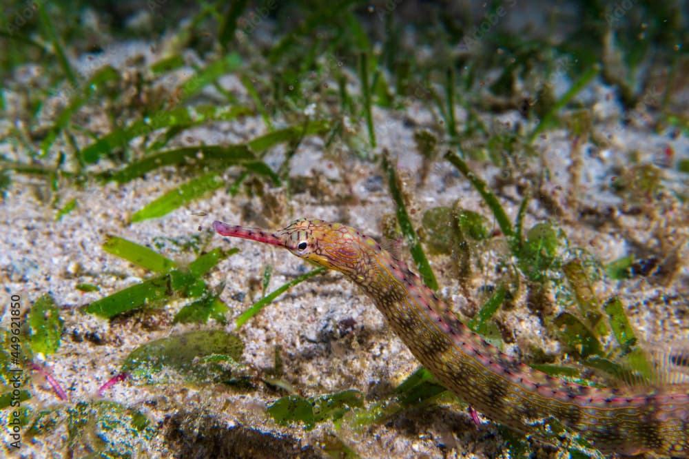 Black-breasted Pipefish (Corythoichthys nigripectus) during a night dive at Padre Burgos Pier in Sogod Bay, Southern Leyte, Philippines.  Underwater photography and travel.