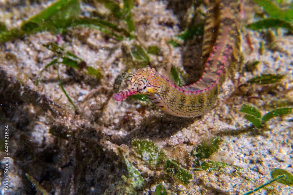 Black-breasted Pipefish (Corythoichthys nigripectus) during a night dive at Padre Burgos Pier in Sogod Bay, Southern Leyte, Philippines.  Underwater photography and travel.